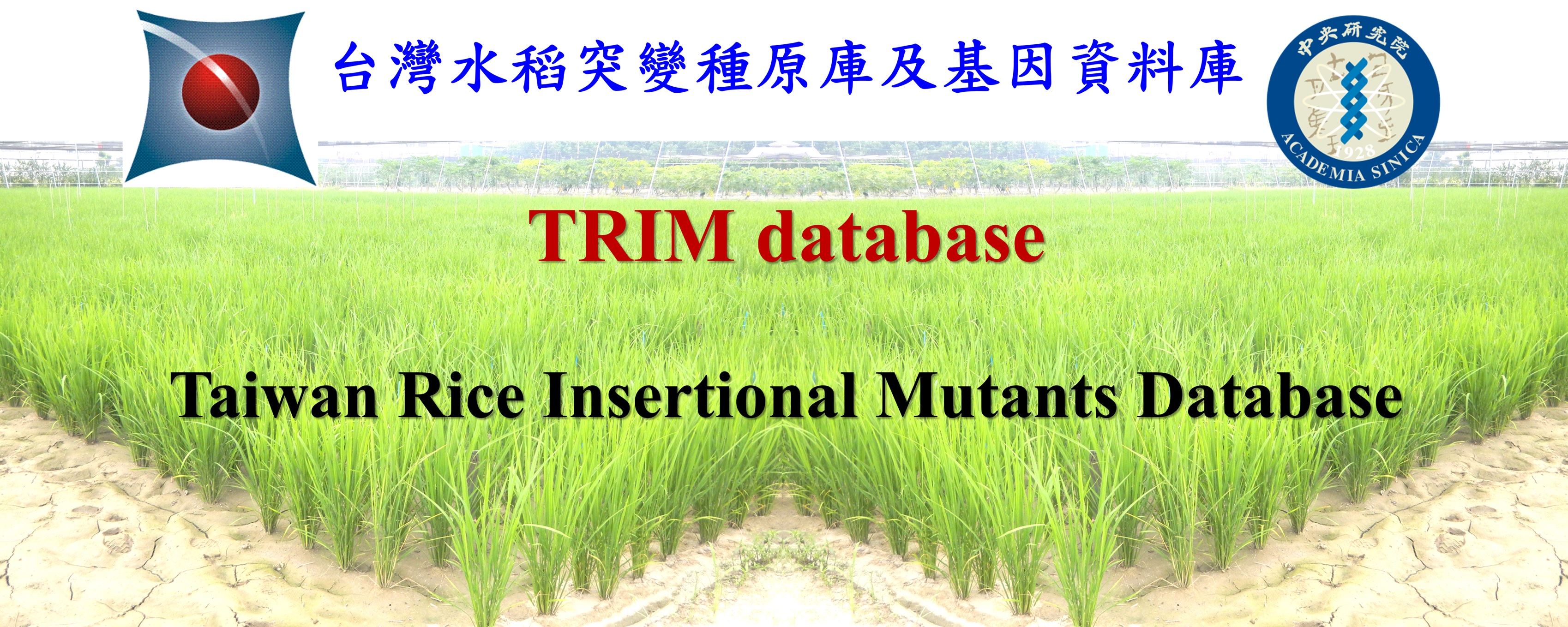 台灣水稻突變種原庫及基因資料庫